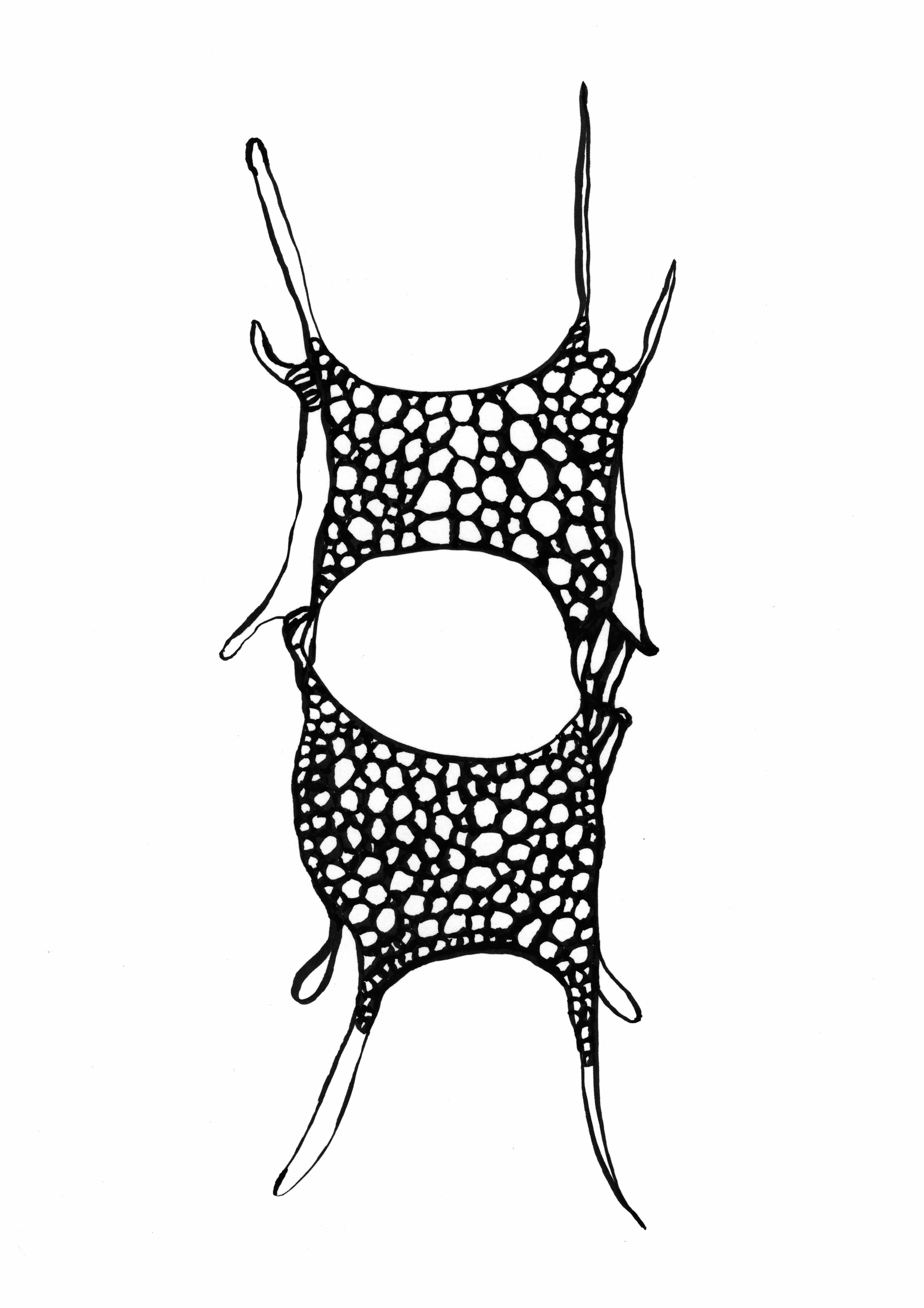 Diatomeen